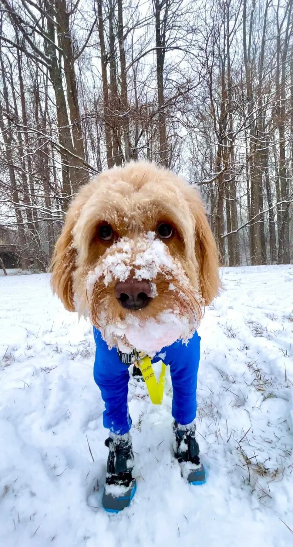 Five Products for Surviving Winter With Your Dog Tails of Connection How to connect with my dog online dog training strengthen your bond dog owners